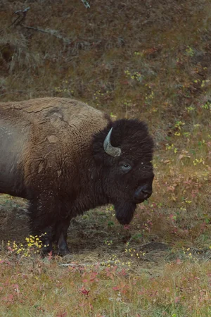 A motionless buffalo standing in a plain.